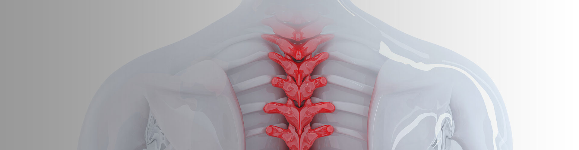 spinal cord controls bladder
