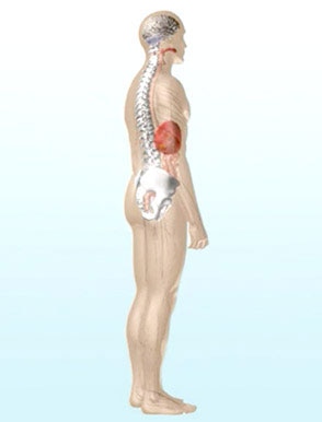 che cos’è il midollo spinale