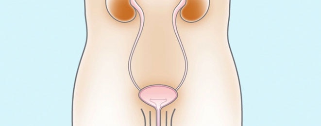 남성 방광을 비우는 이유