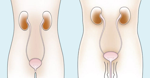 La vescica e il sistema urinario