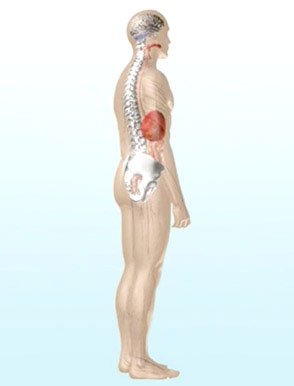 What is the spinal cord?