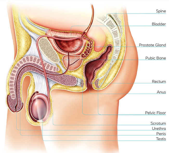 male anatomy side